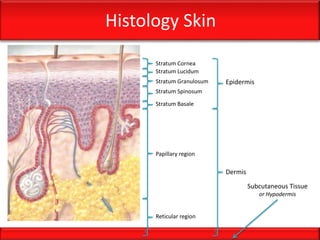 Histology Skin
Stratum Cornea
Stratum Lucidum
Stratum Granulosum
Stratum Spinosum
Stratum Basale
Epidermis
Dermis
Papillary region
Reticular region
Subcutaneous Tissue
or Hypodermis
 