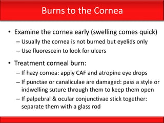 Burns to the Cornea
• Examine the cornea early (swelling comes quick)
– Usually the cornea is not burned but eyelids only
– Use fluorescein to look for ulcers
• Treatment corneal burn:
– If hazy cornea: apply CAF and atropine eye drops
– If punctae or canaliculae are damaged: pass a style or
indwelling suture through them to keep them open
– If palpebral & ocular conjunctivae stick together:
separate them with a glass rod
 