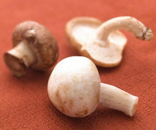 Winter Food: Mushroom 