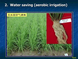 2.  Water saving (aerobic irrigation) 