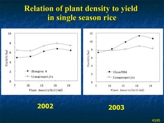 Relation of plant density to yield  in single season rice 2002 2003 