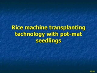Rice machine transplanting technology with pot-mat seedlings 