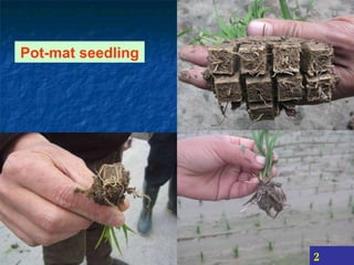 Pot-mat seedling 2 DAT 