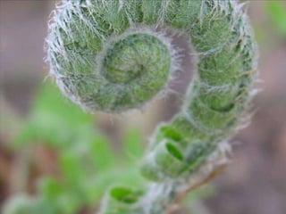 Limited views to surrounding context