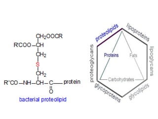 1005_L7-Lipoproteins.pptx.............................