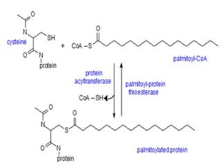 1005_L7-Lipoproteins.pptx.............................