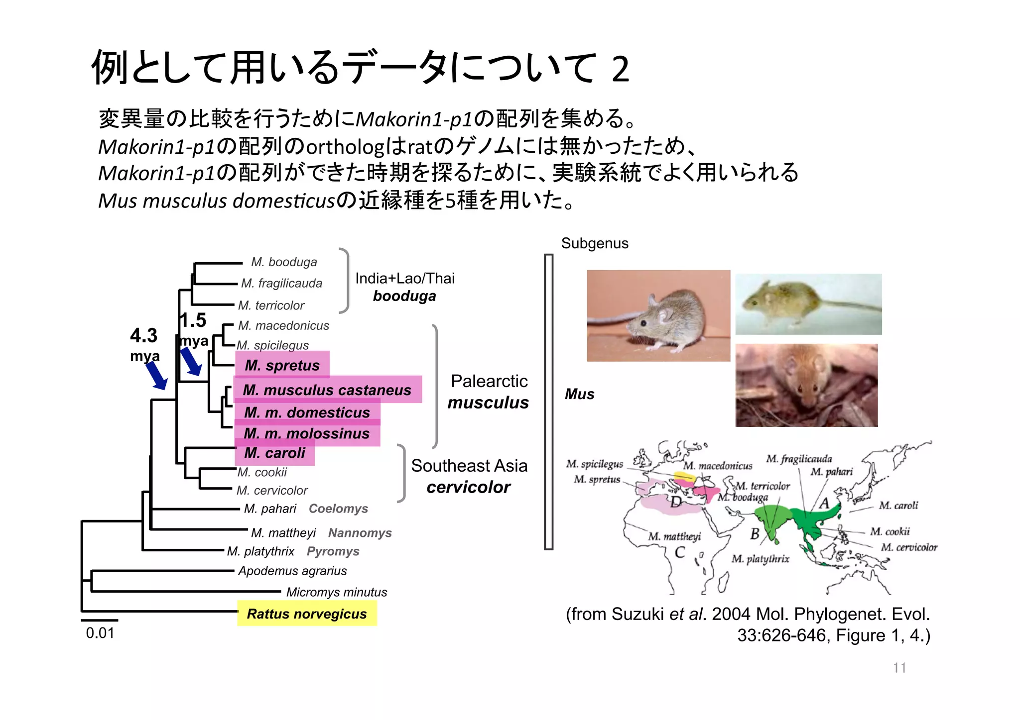 2
                                         Makorin1‐p1                         
 Makorin1‐p1                        ortholog rat                                   
 Makorin1‐p1                                                                                    
 Mus musculus domes3cus                             5              
                                                                 Subgenus
                      M. booduga
                     M. fragilicauda    India+Lao/Thai
                                           booduga
                    M. terricolor
             1.5    M. macedonicus
       4.3   mya    M. spicilegus
       mya
                     M. spretus
                     M. musculus castaneus
                                                    Palearctic
                                                                 Mus
                                                    musculus
                     M. m. domesticus
                     M. m. molossinus
                     M. caroli
                    M. cookii                   Southeast Asia
                    M. cervicolor                cervicolor
                     M. pahari Coelomys
                       M. mattheyi Nannomys
                   M. platythrix Pyromys
                    Apodemus agrarius
                             Micromys minutus
                      Rattus norvegicus                          (from Suzuki et al. 2004 Mol. Phylogenet. Evol.
0.01                                                                                    33:626-646, Figure 1, 4.)
                                                                                                             
 