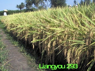 Liangyou 293 