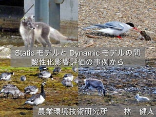 Static ǥ Dynamic ǥg ԻӰu rIhgо̫֡ 