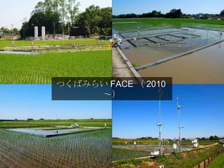 ĤФߤ餤 FACE  2010  