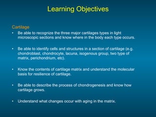 10.08.08: Histology - Cartilage/Mature Bone | PDF