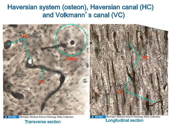 10.08.08: Histology - Cartilage/Mature Bone