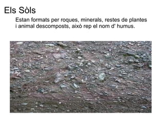 Els Sòls Estan formats per roques, minerals, restes de plantes i animal descomposts, això rep el nom d' humus. 