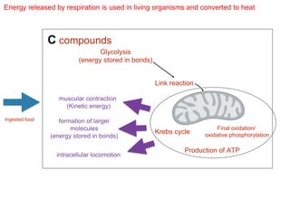 Energy released by respiration is used in living organisms and converted to heat
Ingested food
C compounds
Glycolysis
(energy stored in bonds)
Link reaction
Final oxidation/
oxidative phosphorylation
Krebs cycle
Production of ATP
muscular contraction
(Kinetic energy)
formation of larger
molecules
(energy stored in bonds)
intracellular locomotion
 