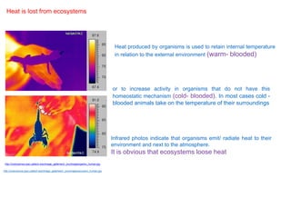 http://coolcosmos.ipac.caltech.edu/image_galleries/ir_zoo/images/gecko_human.jpg
http://coolcosmos.ipac.caltech.edu/image_galleries/ir_zoo/images/scorpion_human.jpg
Heat produced by organisms is used to retain internal temperature
in relation to the external environment (warm- blooded)
Heat is lost from ecosystems
Infrared photos indicate that organisms emit/ radiate heat to their
environment and next to the atmosphere.
It is obvious that ecosystems loose heat
or to increase activity in organisms that do not have this
homeostatic mechanism (cold- blooded). In most cases cold -
blooded animals take on the temperature of their surroundings
 