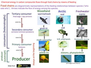 Chemical energy in carbon compounds flows through food chains by means of feeding
Food chains are diagrammatic representations of the feeding relationships between species (“who
eats who”) . Arrows indicate the flow of energy among the species.
Slide from
 