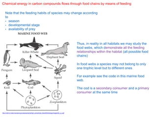 Chemical energy in carbon compounds flows through food chains by means of feeding
Note that the feeding habits of species may change according
to
• season
• developmental stage
• availability of prey
Thus, in reality in all habitats we may study the
food webs, which demonstrate all the feeding
relationships within the habitat (all possible food
chains)
In food webs a species may not belong to only
one trophic level but to different ones
For example see the code in this marine food
web.
The cod is a secondary consumer and a primary
consumer at the same time
http://mdk12.msde.maryland.gov/assessments/high_school/look_like/2003/biology/images/52_q_a.gif
 