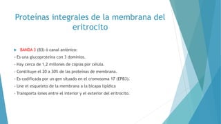 Membrana del eritrocito | PPTX