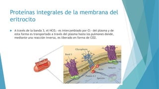 Membrana del eritrocito | PPTX