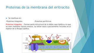 Membrana del eritrocito | PPTX