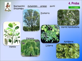 4. Proba Ibarbasoko  zuhaitzen artean  aurki ditzakegu: Haltza Sahatsa Lizarra Astigarra Haritz kanduduna Zumarra 