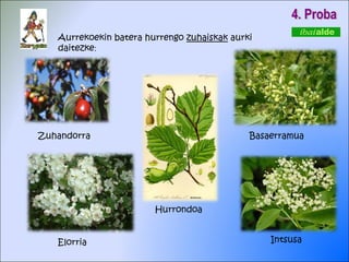 4. Proba Aurrekoekin batera hurrengo  zuhaiskak  aurki daitezke : Zuhandorra Elorria Hurrondoa Basaerramua Intsusa 