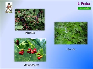 4. Proba Masusta Astamahatsa Huntza 