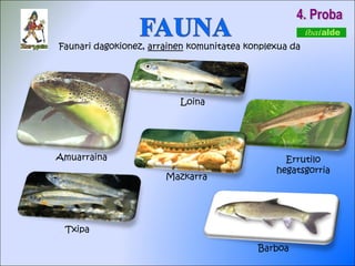 4. Proba Faunari dagokionez,  arrainen  komunitatea konplexua da  Amuarraina Txipa Mazkarra Loina Barboa Errutilo hegatsgorria 
