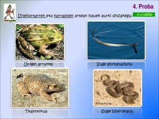 4. Proba Urlehortarren  eta  narrastien  artean hauek aurki ditzakegu: Ur-igel arrunta Txantxikua Suge gorbataduna Suge biperakara 