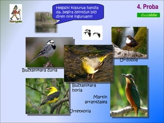 4. Proba Buztanikara zuria Buztanikara horia Urretxoria Ur-zozoa Martin arrantzalea Hegazti kopurua handia da, begira zeintzuk bizi diren nire inguruan!!! 