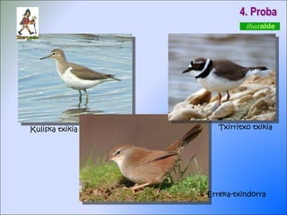 4. Proba Kuliska txikia Erreka-txindorra Txirritxo txikia 
