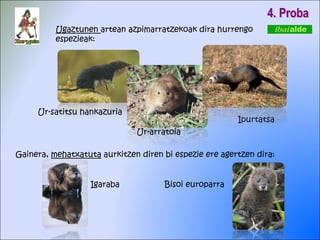 4. Proba Ugaztunen  artean azpimarratzekoak dira hurrengo espezieak: Ur-satitsu hankazuria Ur-arratoia Ipurtatsa Gainera,  mehatxatuta  aurkitzen diren bi espezie ere agertzen dira: Igaraba Bisoi europarra 