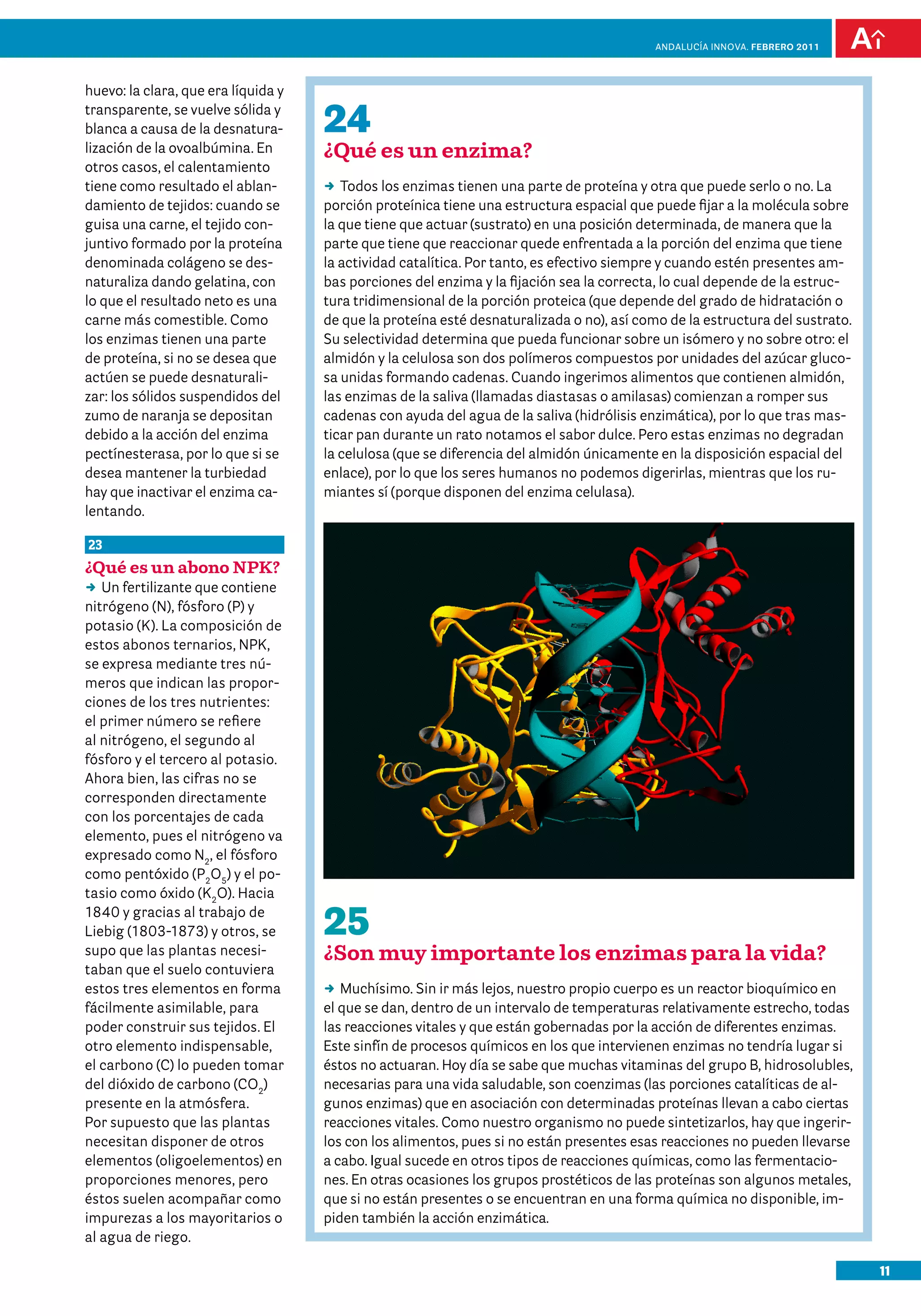 11
Andalucía InNOVA. FEBRERO 2011
huevo: la clara, que era líquida y
transparente, se vuelve sólida y
blanca a causa de la desnatura-
lización de la ovoalbúmina. En
otros casos, el calentamiento
tiene como resultado el ablan-
damiento de tejidos: cuando se
guisa una carne, el tejido con-
juntivo formado por la proteína
denominada colágeno se des-
naturaliza dando gelatina, con
lo que el resultado neto es una
carne más comestible. Como
los enzimas tienen una parte
de proteína, si no se desea que
actúen se puede desnaturali-
zar: los sólidos suspendidos del
zumo de naranja se depositan
debido a la acción del enzima
pectínesterasa, por lo que si se
desea mantener la turbiedad
hay que inactivar el enzima ca-
lentando.
23
¿Qué es un abono NPK?
DD Un fertilizante que contiene
nitrógeno (N), fósforo (P) y
potasio (K). La composición de
estos abonos ternarios, NPK,
se expresa mediante tres nú-
meros que indican las propor-
ciones de los tres nutrientes:
el primer número se refiere
al nitrógeno, el segundo al
fósforo y el tercero al potasio.
Ahora bien, las cifras no se
corresponden directamente
con los porcentajes de cada
elemento, pues el nitrógeno va
expresado como N2
, el fósforo
como pentóxido (P2
O5
) y el po-
tasio como óxido (K2
O). Hacia
1840 y gracias al trabajo de
Liebig (1803-1873) y otros, se
supo que las plantas necesi-
taban que el suelo contuviera
estos tres elementos en forma
fácilmente asimilable, para
poder construir sus tejidos. El
otro elemento indispensable,
el carbono (C) lo pueden tomar
del dióxido de carbono (CO2
)
presente en la atmósfera.
Por supuesto que las plantas
necesitan disponer de otros
elementos (oligoelementos) en
proporciones menores, pero
éstos suelen acompañar como
impurezas a los mayoritarios o
al agua de riego.
25
¿Son muy importante los enzimas para la vida?
DD Muchísimo. Sin ir más lejos, nuestro propio cuerpo es un reactor bioquímico en
el que se dan, dentro de un intervalo de temperaturas relativamente estrecho, todas
las reacciones vitales y que están gobernadas por la acción de diferentes enzimas.
Este sinfín de procesos químicos en los que intervienen enzimas no tendría lugar si
éstos no actuaran. Hoy día se sabe que muchas vitaminas del grupo B, hidrosolubles,
necesarias para una vida saludable, son coenzimas (las porciones catalíticas de al-
gunos enzimas) que en asociación con determinadas proteínas llevan a cabo ciertas
reacciones vitales. Como nuestro organismo no puede sintetizarlos, hay que ingerir-
los con los alimentos, pues si no están presentes esas reacciones no pueden llevarse
a cabo. Igual sucede en otros tipos de reacciones químicas, como las fermentacio-
nes. En otras ocasiones los grupos prostéticos de las proteínas son algunos metales,
que si no están presentes o se encuentran en una forma química no disponible, im-
piden también la acción enzimática.
24
¿Qué es un enzima?
DD Todos los enzimas tienen una parte de proteína y otra que puede serlo o no. La
porción proteínica tiene una estructura espacial que puede fijar a la molécula sobre
la que tiene que actuar (sustrato) en una posición determinada, de manera que la
parte que tiene que reaccionar quede enfrentada a la porción del enzima que tiene
la actividad catalítica. Por tanto, es efectivo siempre y cuando estén presentes am-
bas porciones del enzima y la fijación sea la correcta, lo cual depende de la estruc-
tura tridimensional de la porción proteica (que depende del grado de hidratación o
de que la proteína esté desnaturalizada o no), así como de la estructura del sustrato.
Su selectividad determina que pueda funcionar sobre un isómero y no sobre otro: el
almidón y la celulosa son dos polímeros compuestos por unidades del azúcar gluco-
sa unidas formando cadenas. Cuando ingerimos alimentos que contienen almidón,
las enzimas de la saliva (llamadas diastasas o amilasas) comienzan a romper sus
cadenas con ayuda del agua de la saliva (hidrólisis enzimática), por lo que tras mas-
ticar pan durante un rato notamos el sabor dulce. Pero estas enzimas no degradan
la celulosa (que se diferencia del almidón únicamente en la disposición espacial del
enlace), por lo que los seres humanos no podemos digerirlas, mientras que los ru-
miantes sí (porque disponen del enzima celulasa).
 