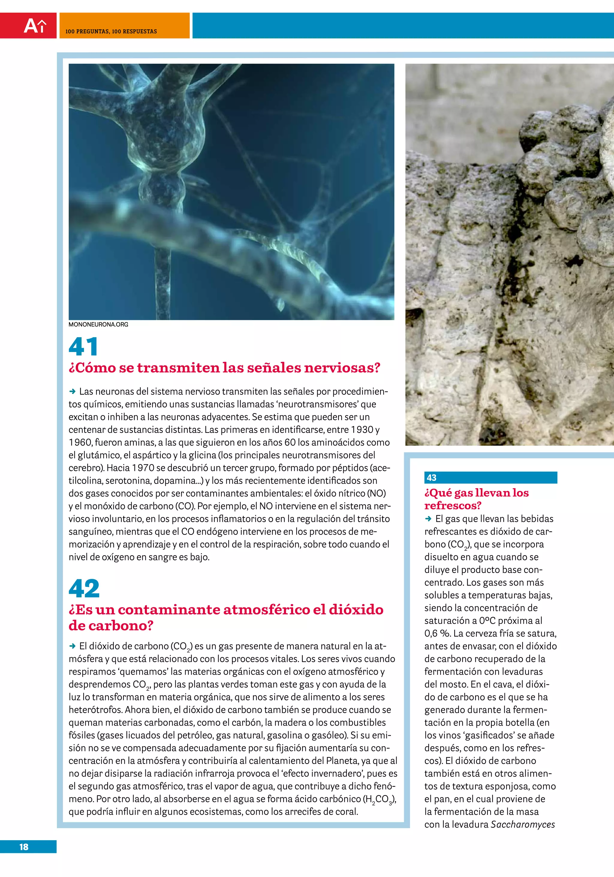 18
100 preguntas, 100 respuestas
42
¿Es un contaminante atmosférico el dióxido
de carbono?
DD El dióxido de carbono (CO2
) es un gas presente de manera natural en la at-
mósfera y que está relacionado con los procesos vitales. Los seres vivos cuando
respiramos ‘quemamos’ las materias orgánicas con el oxígeno atmosférico y
desprendemos CO2
, pero las plantas verdes toman este gas y con ayuda de la
luz lo transforman en materia orgánica, que nos sirve de alimento a los seres
heterótrofos. Ahora bien, el dióxido de carbono también se produce cuando se
queman materias carbonadas, como el carbón, la madera o los combustibles
fósiles (gases licuados del petróleo, gas natural, gasolina o gasóleo). Si su emi-
sión no se ve compensada adecuadamente por su fijación aumentaría su con-
centración en la atmósfera y contribuiría al calentamiento del Planeta, ya que al
no dejar disiparse la radiación infrarroja provoca el ‘efecto invernadero’, pues es
el segundo gas atmosférico, tras el vapor de agua, que contribuye a dicho fenó-
meno. Por otro lado, al absorberse en el agua se forma ácido carbónico (H2
CO3
),
que podría influir en algunos ecosistemas, como los arrecifes de coral.
43
¿Qué gas llevan los
refrescos?
DD El gas que llevan las bebidas
refrescantes es dióxido de car-
bono (CO2
), que se incorpora
disuelto en agua cuando se
diluye el producto base con-
centrado. Los gases son más
solubles a temperaturas bajas,
siendo la concentración de
saturación a 0ºC próxima al
0,6 %. La cerveza fría se satura,
antes de envasar, con el dióxido
de carbono recuperado de la
fermentación con levaduras
del mosto. En el cava, el dióxi-
do de carbono es el que se ha
generado durante la fermen-
tación en la propia botella (en
los vinos ‘gasificados’ se añade
después, como en los refres-
cos). El dióxido de carbono
también está en otros alimen-
tos de textura esponjosa, como
el pan, en el cual proviene de
la fermentación de la masa
con la levadura Saccharomyces
41
¿Cómo se transmiten las señales nerviosas?
DD Las neuronas del sistema nervioso transmiten las señales por procedimien-
tos químicos, emitiendo unas sustancias llamadas ‘neurotransmisores’ que
excitan o inhiben a las neuronas adyacentes. Se estima que pueden ser un
centenar de sustancias distintas. Las primeras en identificarse, entre 1930 y
1960, fueron aminas, a las que siguieron en los años 60 los aminoácidos como
el glutámico, el aspártico y la glicina (los principales neurotransmisores del
cerebro). Hacia 1970 se descubrió un tercer grupo, formado por péptidos (ace-
tilcolina, serotonina, dopamina…) y los más recientemente identificados son
dos gases conocidos por ser contaminantes ambientales: el óxido nítrico (NO)
y el monóxido de carbono (CO). Por ejemplo, el NO interviene en el sistema ner-
vioso involuntario, en los procesos inflamatorios o en la regulación del tránsito
sanguíneo, mientras que el CO endógeno interviene en los procesos de me-
morización y aprendizaje y en el control de la respiración, sobre todo cuando el
nivel de oxígeno en sangre es bajo.
mononeurona.org
 