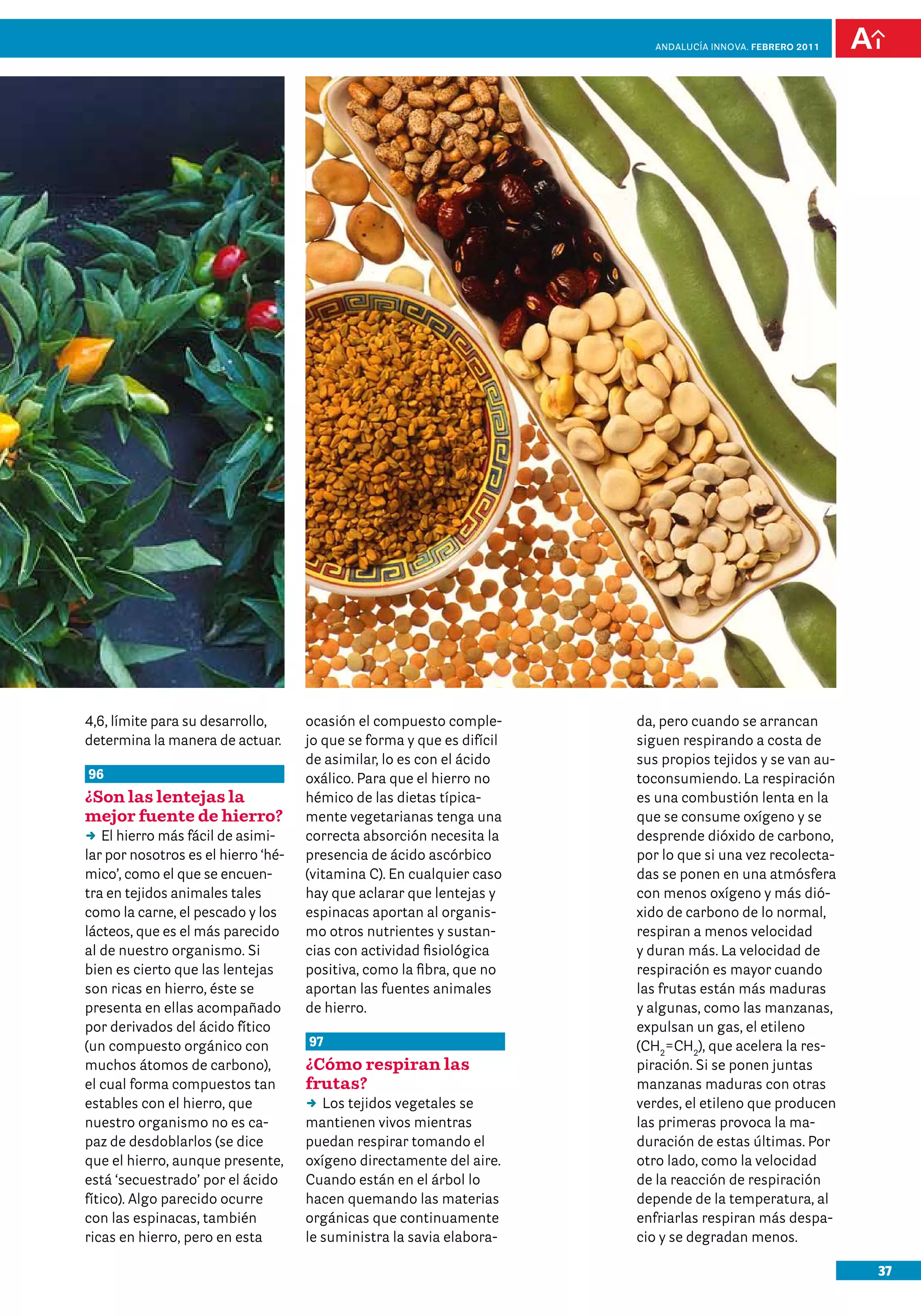 37
Andalucía InNOVA. FEBRERO 2011
4,6, límite para su desarrollo,
determina la manera de actuar.
96	
¿Son las lentejas la
mejor fuente de hierro?
DD El hierro más fácil de asimi-
lar por nosotros es el hierro ‘hé-
mico’, como el que se encuen-
tra en tejidos animales tales
como la carne, el pescado y los
lácteos, que es el más parecido
al de nuestro organismo. Si
bien es cierto que las lentejas
son ricas en hierro, éste se
presenta en ellas acompañado
por derivados del ácido fítico
(un compuesto orgánico con
muchos átomos de carbono),
el cual forma compuestos tan
estables con el hierro, que
nuestro organismo no es ca-
paz de desdoblarlos (se dice
que el hierro, aunque presente,
está ‘secuestrado’ por el ácido
fítico). Algo parecido ocurre
con las espinacas, también
ricas en hierro, pero en esta
ocasión el compuesto comple-
jo que se forma y que es difícil
de asimilar, lo es con el ácido
oxálico. Para que el hierro no
hémico de las dietas típica-
mente vegetarianas tenga una
correcta absorción necesita la
presencia de ácido ascórbico
(vitamina C). En cualquier caso
hay que aclarar que lentejas y
espinacas aportan al organis-
mo otros nutrientes y sustan-
cias con actividad fisiológica
positiva, como la fibra, que no
aportan las fuentes animales
de hierro.
97	
¿Cómo respiran las
frutas?	
DD Los tejidos vegetales se
mantienen vivos mientras
puedan respirar tomando el
oxígeno directamente del aire.
Cuando están en el árbol lo
hacen quemando las materias
orgánicas que continuamente
le suministra la savia elabora-
da, pero cuando se arrancan
siguen respirando a costa de
sus propios tejidos y se van au-
toconsumiendo. La respiración
es una combustión lenta en la
que se consume oxígeno y se
desprende dióxido de carbono,
por lo que si una vez recolecta-
das se ponen en una atmósfera
con menos oxígeno y más dió-
xido de carbono de lo normal,
respiran a menos velocidad
y duran más. La velocidad de
respiración es mayor cuando
las frutas están más maduras
y algunas, como las manzanas,
expulsan un gas, el etileno
(CH2
=CH2
), que acelera la res-
piración. Si se ponen juntas
manzanas maduras con otras
verdes, el etileno que producen
las primeras provoca la ma-
duración de estas últimas. Por
otro lado, como la velocidad
de la reacción de respiración
depende de la temperatura, al
enfriarlas respiran más despa-
cio y se degradan menos.
 
