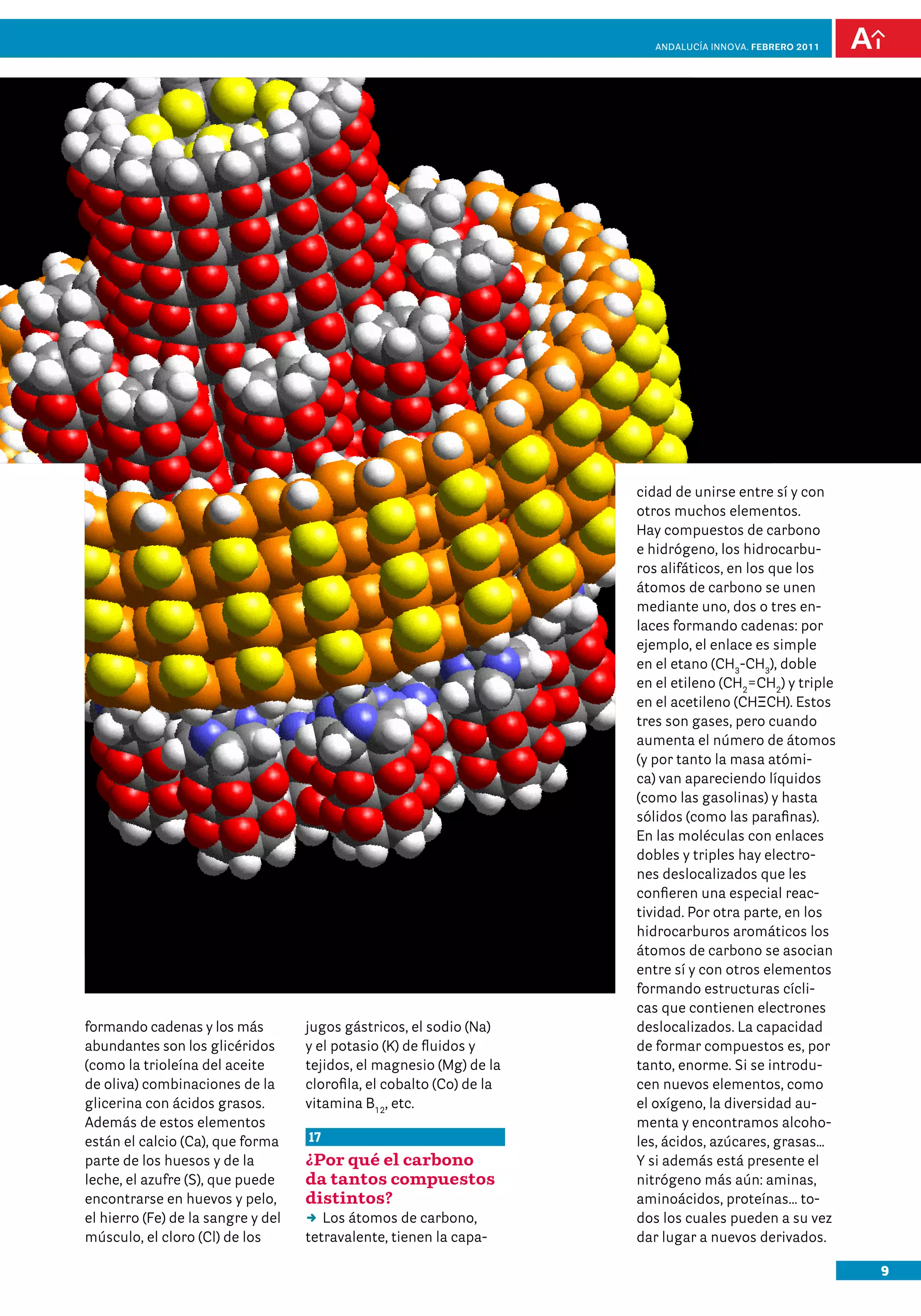 9
Andalucía InNOVA. FEBRERO 2011
formando cadenas y los más
abundantes son los glicéridos
(como la trioleína del aceite
de oliva) combinaciones de la
glicerina con ácidos grasos.
Además de estos elementos
están el calcio (Ca), que forma
parte de los huesos y de la
leche, el azufre (S), que puede
encontrarse en huevos y pelo,
el hierro (Fe) de la sangre y del
músculo, el cloro (Cl) de los
jugos gástricos, el sodio (Na)
y el potasio (K) de fluidos y
tejidos, el magnesio (Mg) de la
clorofila, el cobalto (Co) de la
vitamina B12
, etc.
17
¿Por qué el carbono
da tantos compuestos
distintos?
DD Los átomos de carbono,
tetravalente, tienen la capa-
cidad de unirse entre sí y con
otros muchos elementos.
Hay compuestos de carbono
e hidrógeno, los hidrocarbu-
ros alifáticos, en los que los
átomos de carbono se unen
mediante uno, dos o tres en-
laces formando cadenas: por
ejemplo, el enlace es simple
en el etano (CH3
-CH3
), doble
en el etileno (CH2
=CH2
) y triple
en el acetileno (CHΞCH). Estos
tres son gases, pero cuando
aumenta el número de átomos
(y por tanto la masa atómi-
ca) van apareciendo líquidos
(como las gasolinas) y hasta
sólidos (como las parafinas).
En las moléculas con enlaces
dobles y triples hay electro-
nes deslocalizados que les
confieren una especial reac-
tividad. Por otra parte, en los
hidrocarburos aromáticos los
átomos de carbono se asocian
entre sí y con otros elementos
formando estructuras cícli-
cas que contienen electrones
deslocalizados. La capacidad
de formar compuestos es, por
tanto, enorme. Si se introdu-
cen nuevos elementos, como
el oxígeno, la diversidad au-
menta y encontramos alcoho-
les, ácidos, azúcares, grasas…
Y si además está presente el
nitrógeno más aún: aminas,
aminoácidos, proteínas... to-
dos los cuales pueden a su vez
dar lugar a nuevos derivados.
 
