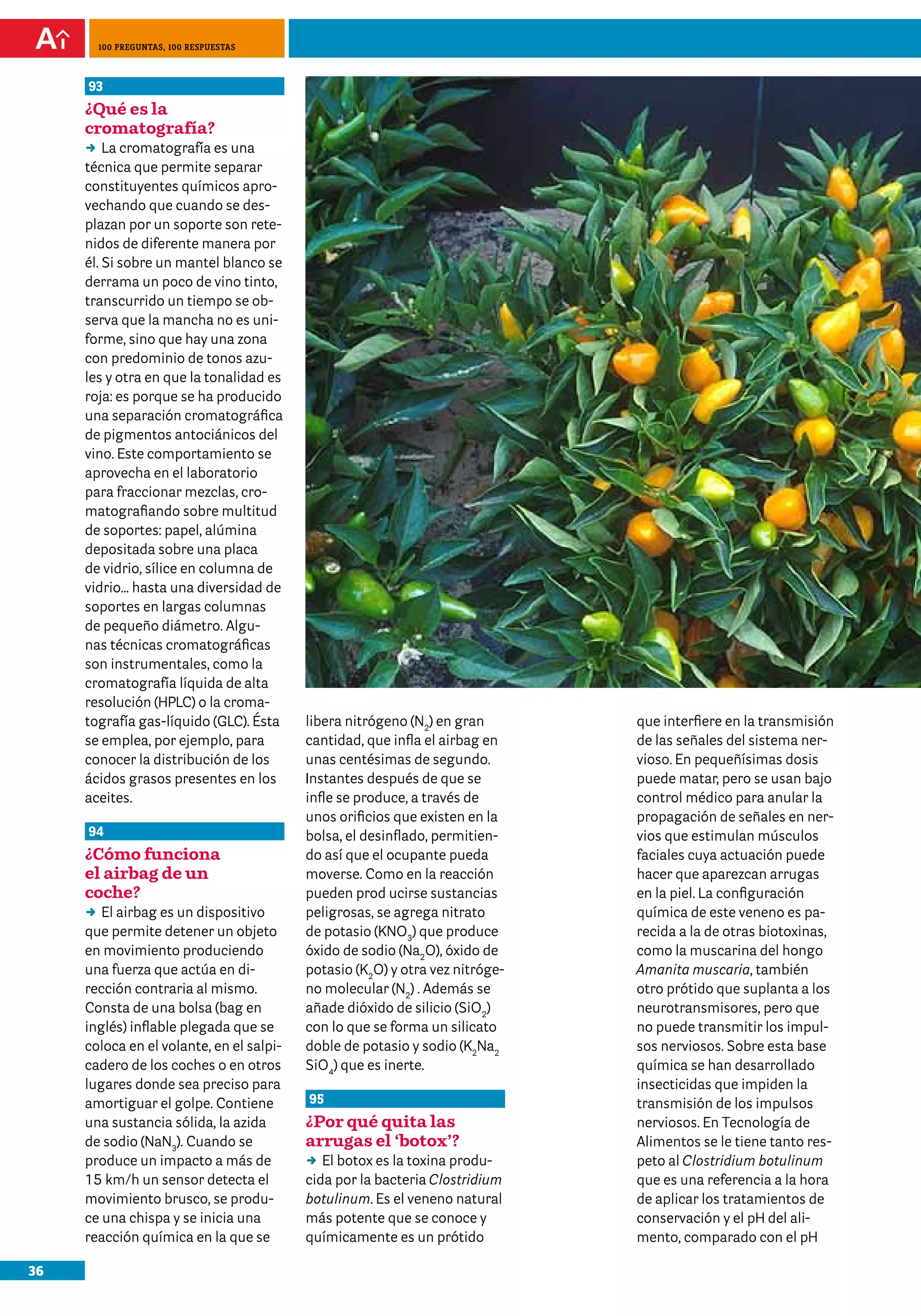 100 preguntas, 100 respuestas



     93
     ¿Qué es la
     cromatografía?
     DD cromatografía es una
         La
     técnica que permite separar
     constituyentes químicos apro-
     vechando que cuando se des-
     plazan por un soporte son rete-
     nidos de diferente manera por
     él. Si sobre un mantel blanco se
     derrama un poco de vino tinto,
     transcurrido un tiempo se ob-
     serva que la mancha no es uni-
     forme, sino que hay una zona
     con predominio de tonos azu-
     les y otra en que la tonalidad es
     roja: es porque se ha producido
     una separación cromatográfica
     de pigmentos antociánicos del
     vino. Este comportamiento se
     aprovecha en el laboratorio
     para fraccionar mezclas, cro-
     matografiando sobre multitud
     de soportes: papel, alúmina
     depositada sobre una placa
     de vidrio, sílice en columna de
     vidrio… hasta una diversidad de
     soportes en largas columnas
     de pequeño diámetro. Algu-
     nas técnicas cromatográficas
     son instrumentales, como la
     cromatografía líquida de alta
     resolución (HPLC) o la croma-
     tografía gas-líquido (GLC). Ésta     libera nitrógeno (N2) en gran       que interfiere en la transmisión
     se emplea, por ejemplo, para         cantidad, que infla el airbag en    de las señales del sistema ner-
     conocer la distribución de los       unas centésimas de segundo.         vioso. En pequeñísimas dosis
     ácidos grasos presentes en los       Instantes después de que se         puede matar, pero se usan bajo
     aceites.                             infle se produce, a través de       control médico para anular la
                                          unos orificios que existen en la    propagación de señales en ner-
     94                                   bolsa, el desinflado, permitien-    vios que estimulan músculos
     ¿Cómo funciona                       do así que el ocupante pueda        faciales cuya actuación puede
     el airbag de un                      moverse. Como en la reacción        hacer que aparezcan arrugas
     coche?                               pueden prod ucirse sustancias       en la piel. La configuración
     DD airbag es un dispositivo
        El                                peligrosas, se agrega nitrato       química de este veneno es pa-
     que permite detener un objeto        de potasio (KNO3) que produce       recida a la de otras biotoxinas,
     en movimiento produciendo            óxido de sodio (Na2O), óxido de     como la muscarina del hongo
     una fuerza que actúa en di-          potasio (K2O) y otra vez nitróge-   Amanita muscaria, también
     rección contraria al mismo.          no molecular (N2) . Además se       otro prótido que suplanta a los
     Consta de una bolsa (bag en          añade dióxido de silicio (SiO2)     neurotransmisores, pero que
     inglés) inflable plegada que se      con lo que se forma un silicato     no puede transmitir los impul-
     coloca en el volante, en el salpi-   doble de potasio y sodio (K2Na2     sos nerviosos. Sobre esta base
     cadero de los coches o en otros      SiO4) que es inerte.                química se han desarrollado
     lugares donde sea preciso para                                           insecticidas que impiden la
     amortiguar el golpe. Contiene        95                                  transmisión de los impulsos
     una sustancia sólida, la azida       ¿Por qué quita las                  nerviosos. En Tecnología de
     de sodio (NaN3). Cuando se           arrugas el ‘botox’?                 Alimentos se le tiene tanto res-
     produce un impacto a más de          DD botox es la toxina produ-
                                             El                               peto al Clostridium botulinum
     15 km/h un sensor detecta el         cida por la bacteria Clostridium    que es una referencia a la hora
     movimiento brusco, se produ-         botulinum. Es el veneno natural     de aplicar los tratamientos de
     ce una chispa y se inicia una        más potente que se conoce y         conservación y el pH del ali-
     reacción química en la que se        químicamente es un prótido          mento, comparado con el pH

36
 