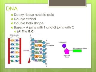 DNA 
 Deoxy ribose nucleic acid 
 Double strand 
 Double helix shape 
 Bases – A joins with T and G joins with C 
 (At The G.C) 
 
