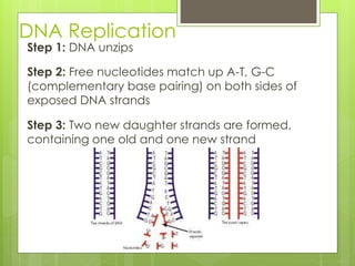 DNA Replication 
Step 1: DNA unzips 
Step 2: Free nucleotides match up A-T, G-C 
(complementary base pairing) on both sides of 
exposed DNA strands 
Step 3: Two new daughter strands are formed, 
containing one old and one new strand 
 