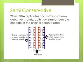 Semi Conservative 
When DNA replicates and makes two new 
daughter strands, both new strands contain 
one side of the original parent strand. 
 
