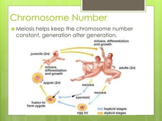 Chromosome Number 
 Meiosis helps keep the chromosome number 
constant, generation after generation. 
 