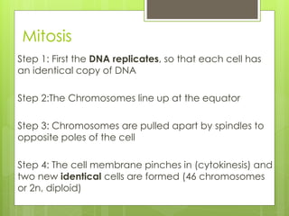 Mitosis 
Step 1: First the DNA replicates, so that each cell has 
an identical copy of DNA 
Step 2:The Chromosomes line up at the equator 
Step 3: Chromosomes are pulled apart by spindles to 
opposite poles of the cell 
Step 4: The cell membrane pinches in (cytokinesis) and 
two new identical cells are formed (46 chromosomes 
or 2n, diploid) 
 