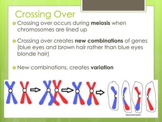 Crossing Over 
 Crossing over occurs during meiosis when 
chromosomes are lined up 
 Crossing over creates new combinations of genes 
(blue eyes and brown hair rather than blue eyes 
blonde hair) 
 New combinations, creates variation 
 