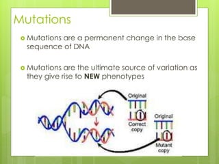 Mutations 
 Mutations are a permanent change in the base 
sequence of DNA 
 Mutations are the ultimate source of variation as 
they give rise to NEW phenotypes 
 