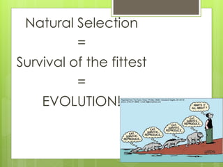 Natural Selection 
= 
Survival of the fittest 
= 
EVOLUTION! 
 