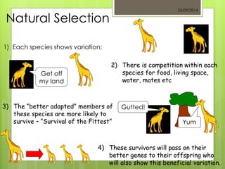 25/09/2014 
Natural Selection 
1) Each species shows variation: 
2) There is competition within each 
species for food, living space, 
water, mates etc 
4) These survivors will pass on their 
better genes to their offspring who 
will also show this beneficial variation. 
Get off 
my land 
Gutted! 
Yum 
3) The “better adapted” members of 
these species are more likely to 
survive – “Survival of the Fittest” 
 