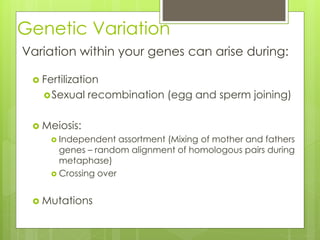 Genetic Variation 
Variation within your genes can arise during: 
 Fertilization 
Sexual recombination (egg and sperm joining) 
 Meiosis: 
 Independent assortment (Mixing of mother and fathers 
genes – random alignment of homologous pairs during 
metaphase) 
 Crossing over 
Mutations 
 