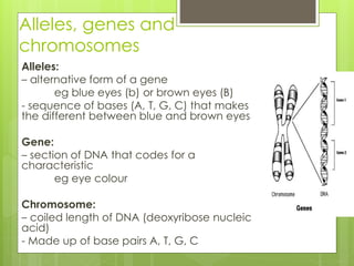 Alleles, genes and 
chromosomes 
Alleles: 
– alternative form of a gene 
eg blue eyes (b) or brown eyes (B) 
- sequence of bases (A, T, G, C) that makes 
the different between blue and brown eyes 
Gene: 
– section of DNA that codes for a 
characteristic 
eg eye colour 
Chromosome: 
– coiled length of DNA (deoxyribose nucleic 
acid) 
- Made up of base pairs A, T, G, C 
 