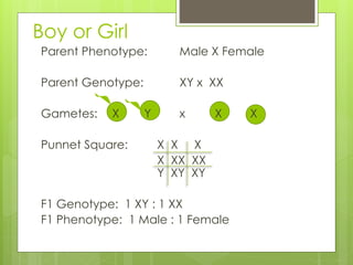 Boy or Girl 
Parent Phenotype: Male X Female 
Parent Genotype: XY x XX 
Gametes: X Y x X X 
Punnet Square: X X X 
X XX XX 
Y XY XY 
F1 Genotype: 1 XY : 1 XX 
F1 Phenotype: 1 Male : 1 Female 
 