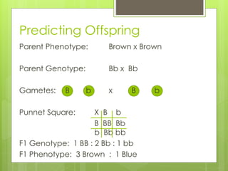 Predicting Offspring 
Parent Phenotype: Brown x Brown 
Parent Genotype: Bb x Bb 
Gametes: B b x B b 
Punnet Square: X B b 
B BB Bb 
b Bb bb 
F1 Genotype: 1 BB : 2 Bb : 1 bb 
F1 Phenotype: 3 Brown : 1 Blue 
 
